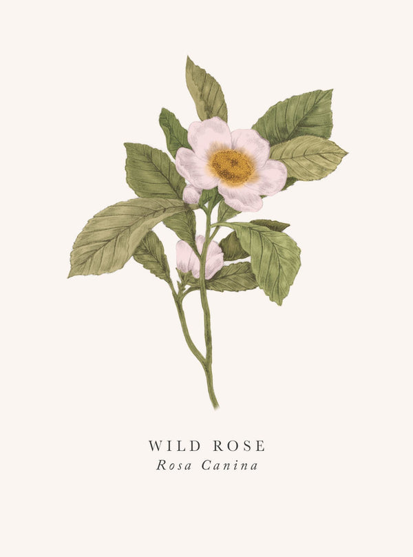 Art File - Wild Rose