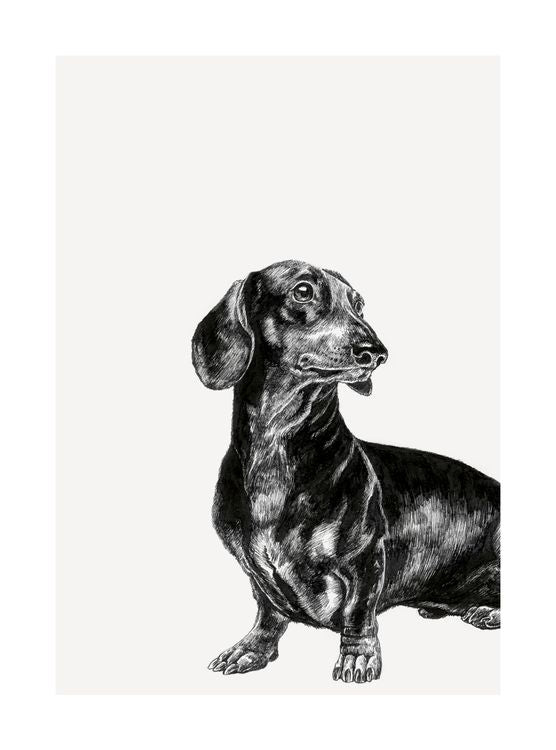 The Art File - Sausage Dog– Postmark