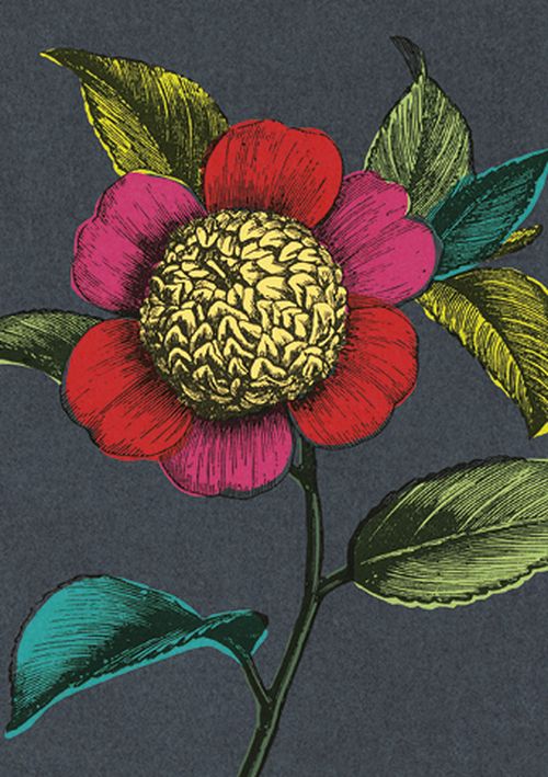 Julia Trigg - Colourful Camellia